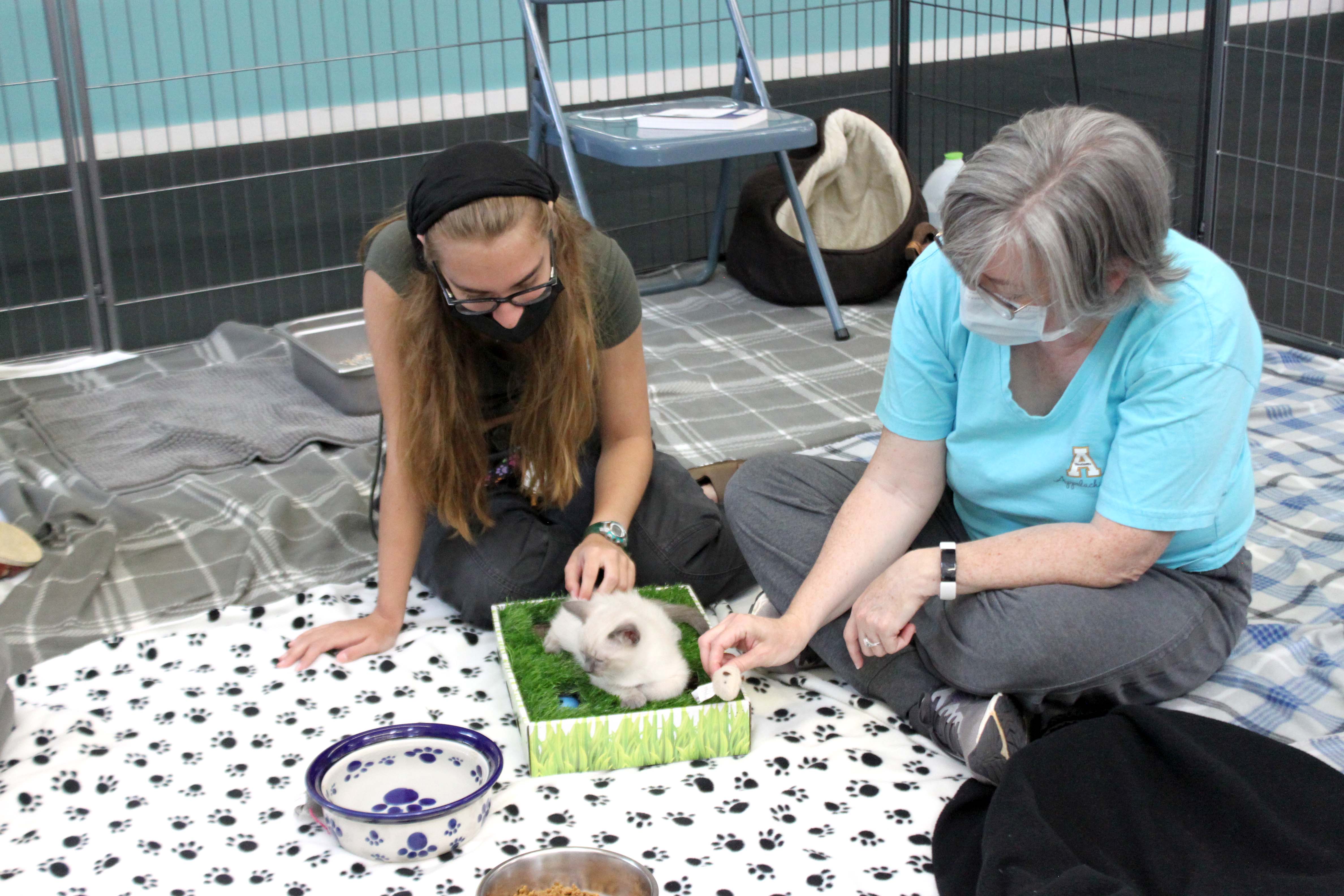 Kitten Shower at Paws4ever United Way of Alamance County